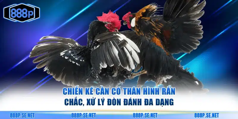 Chiến kê cần có thân hình rắn chắc, xử lý đòn đánh đa dạng