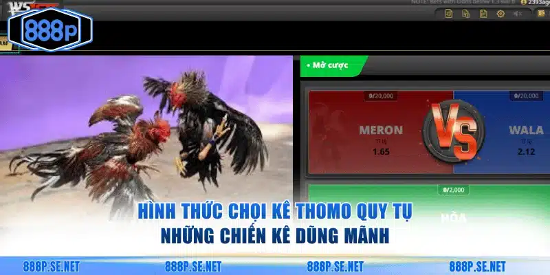 Hình thức chọi kê Thomo quy tụ những chiến kê dũng mãnh