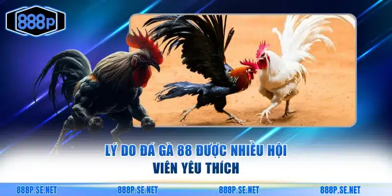 Lý do đá gà 88 được nhiều hội viên yêu thích